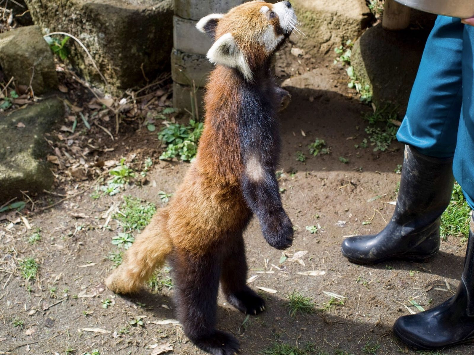 立ち上がるレッサーパンダ（千葉市動物公園）