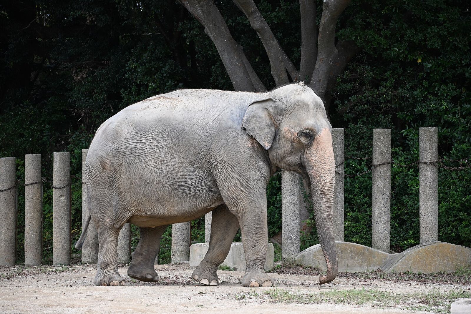 アジアゾウ（千葉市動物公園）