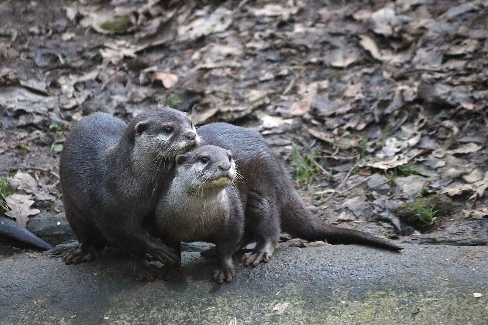 参考：寄り添うコツメカワウソ