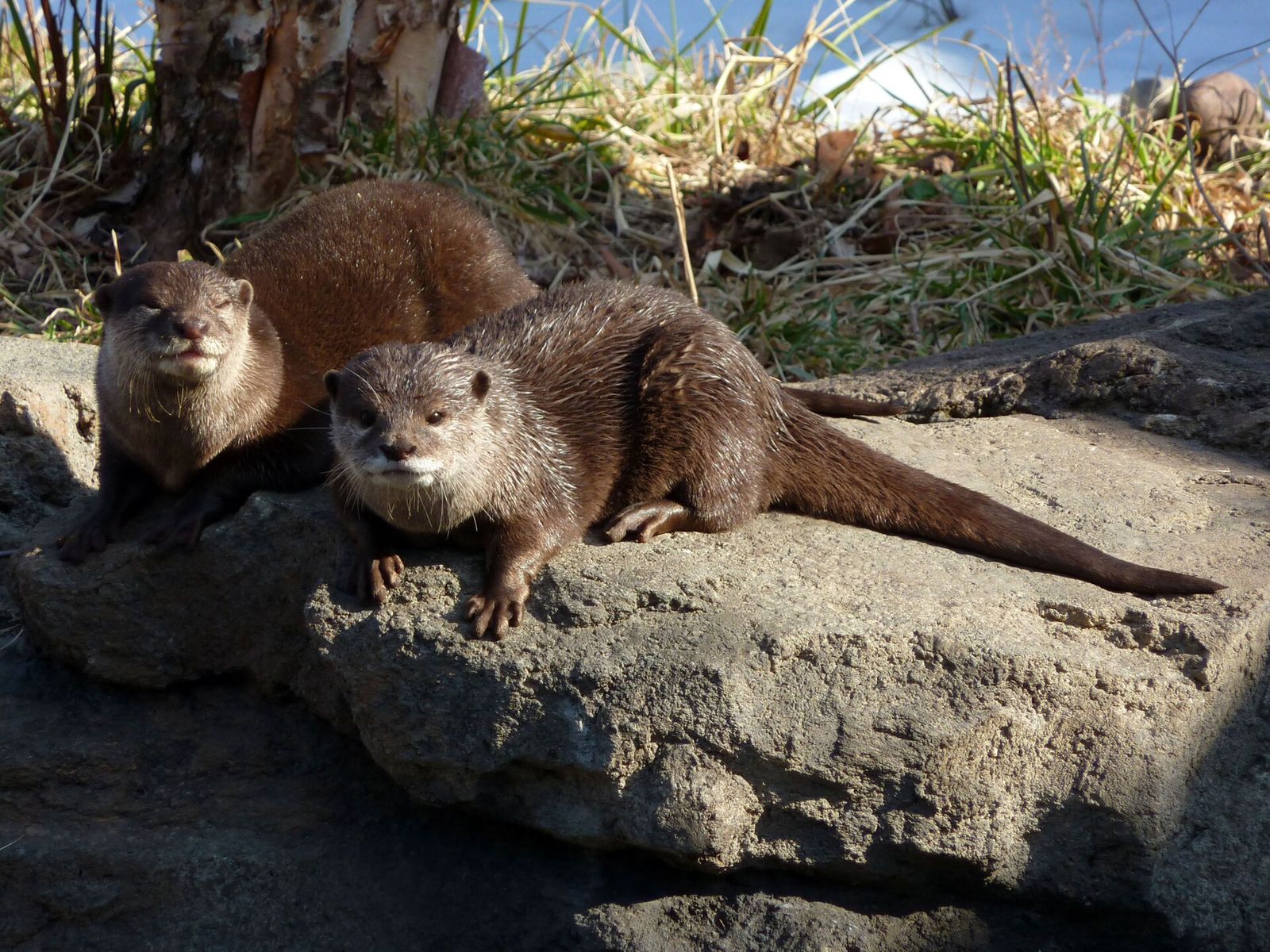参考：岩の上のコツメカワウソ