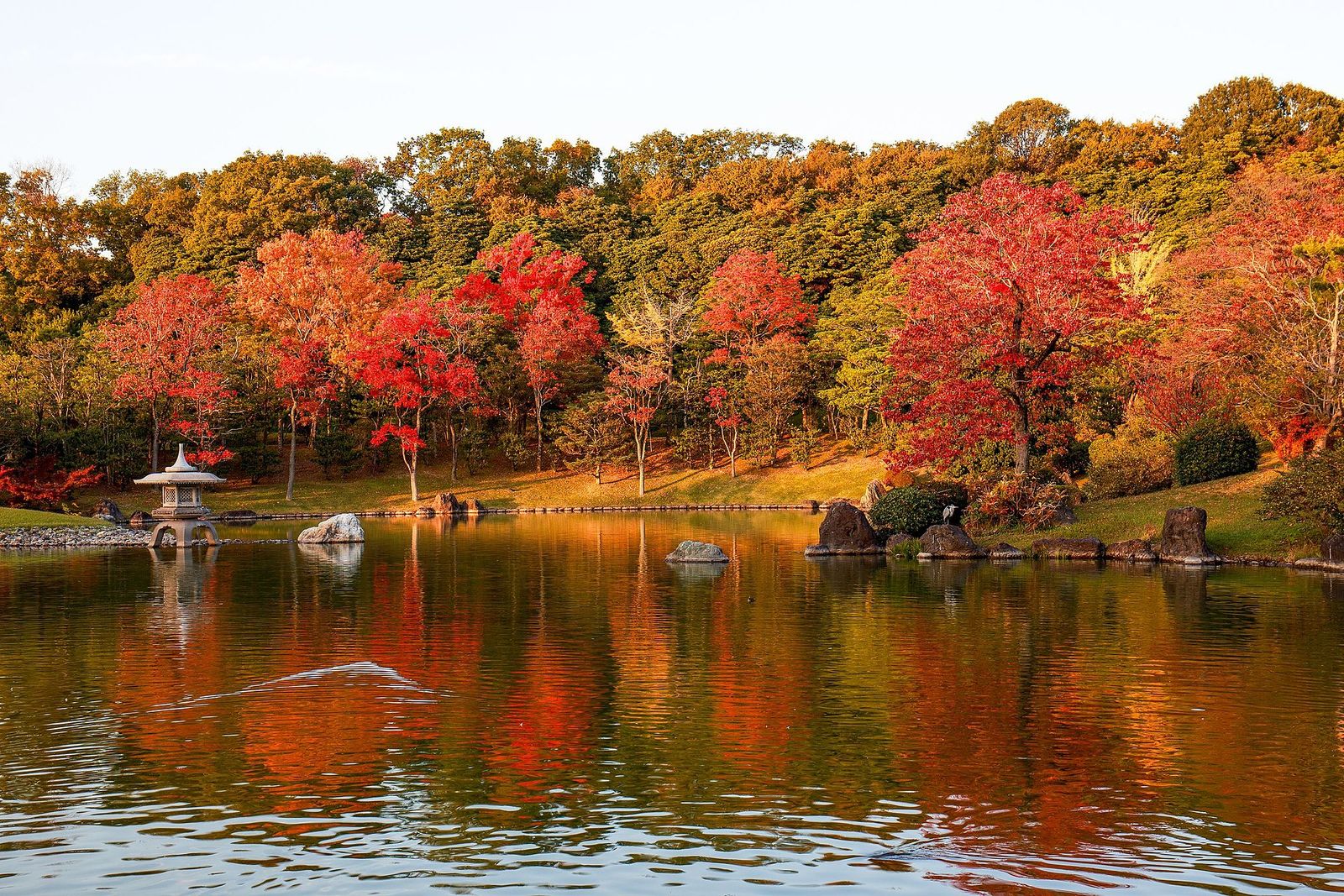 紅葉に囲まれた心字池（万博記念公園 日本庭園）