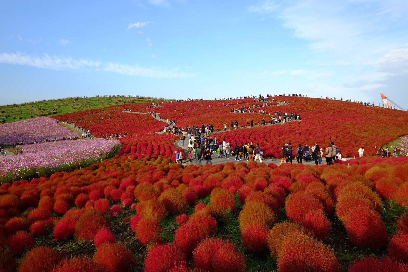 紅葉したコキアが広がるみはらしの丘（国営ひたち海浜公園）