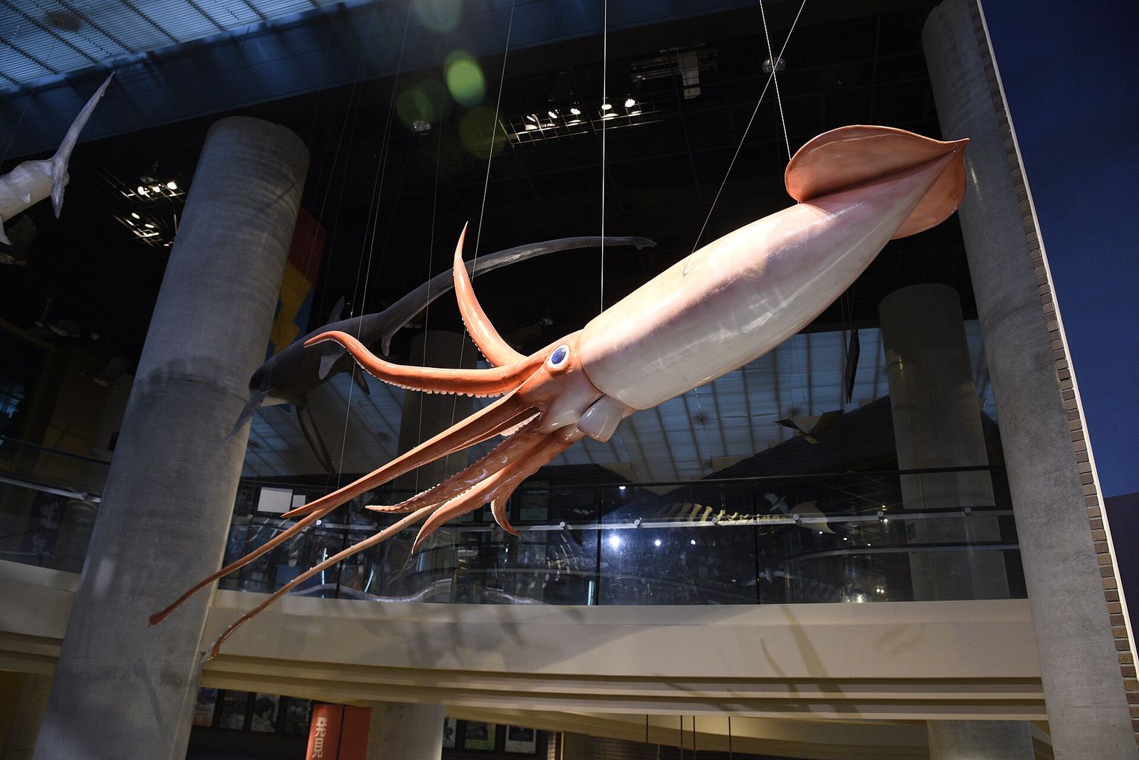 天井から下がるダイオウイカの模型（茨城県自然博物館）