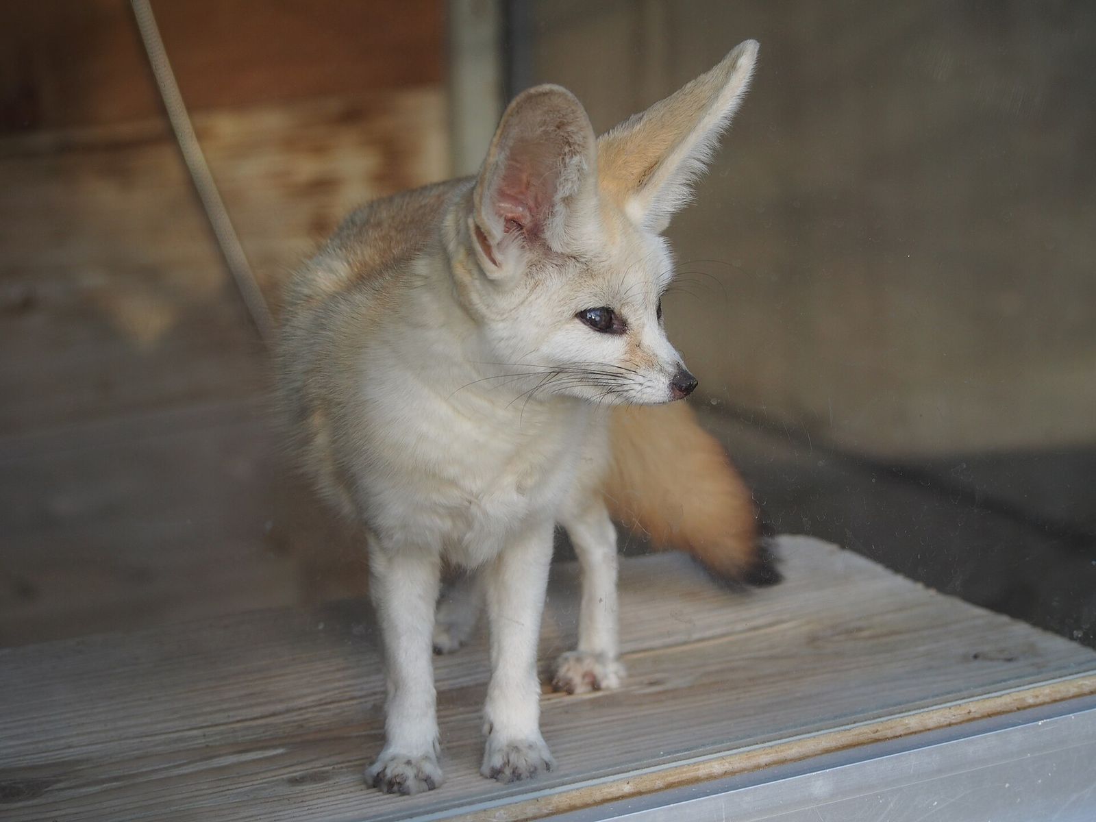フェネック（井の頭自然文化園）