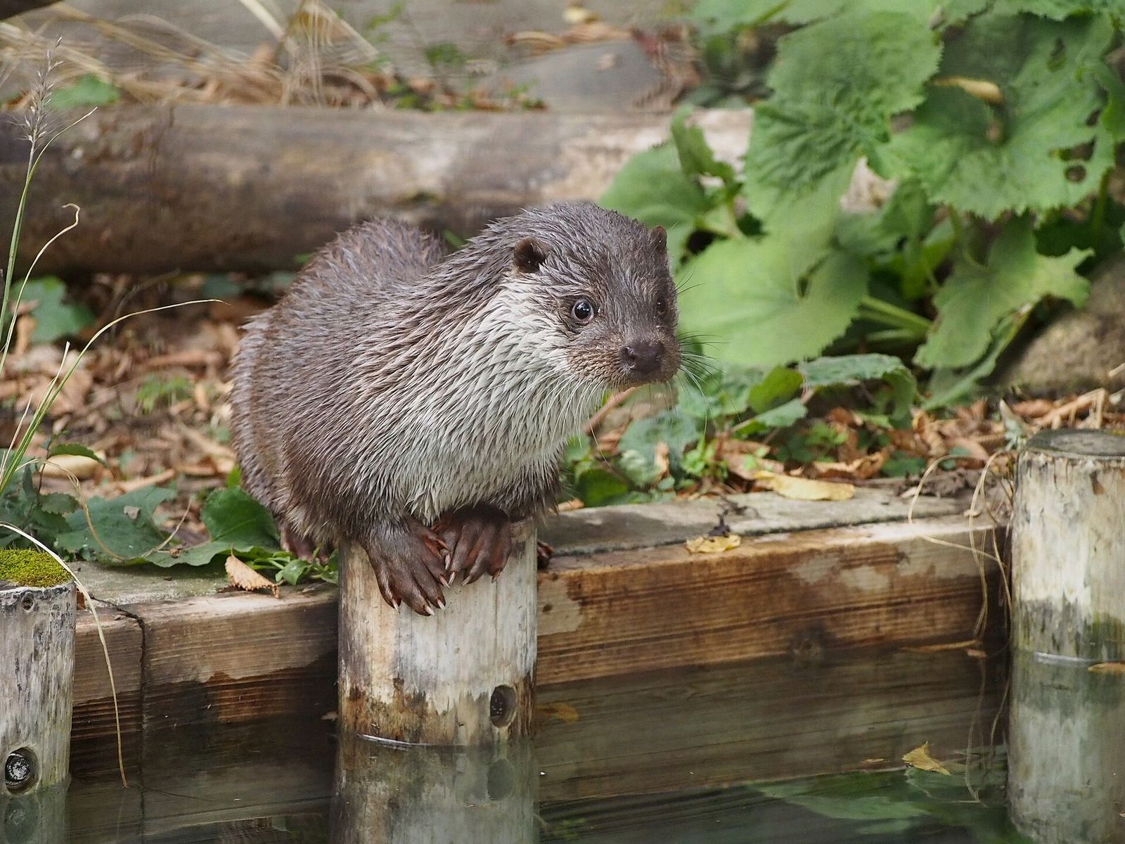 カワウソ（井の頭自然文化園）