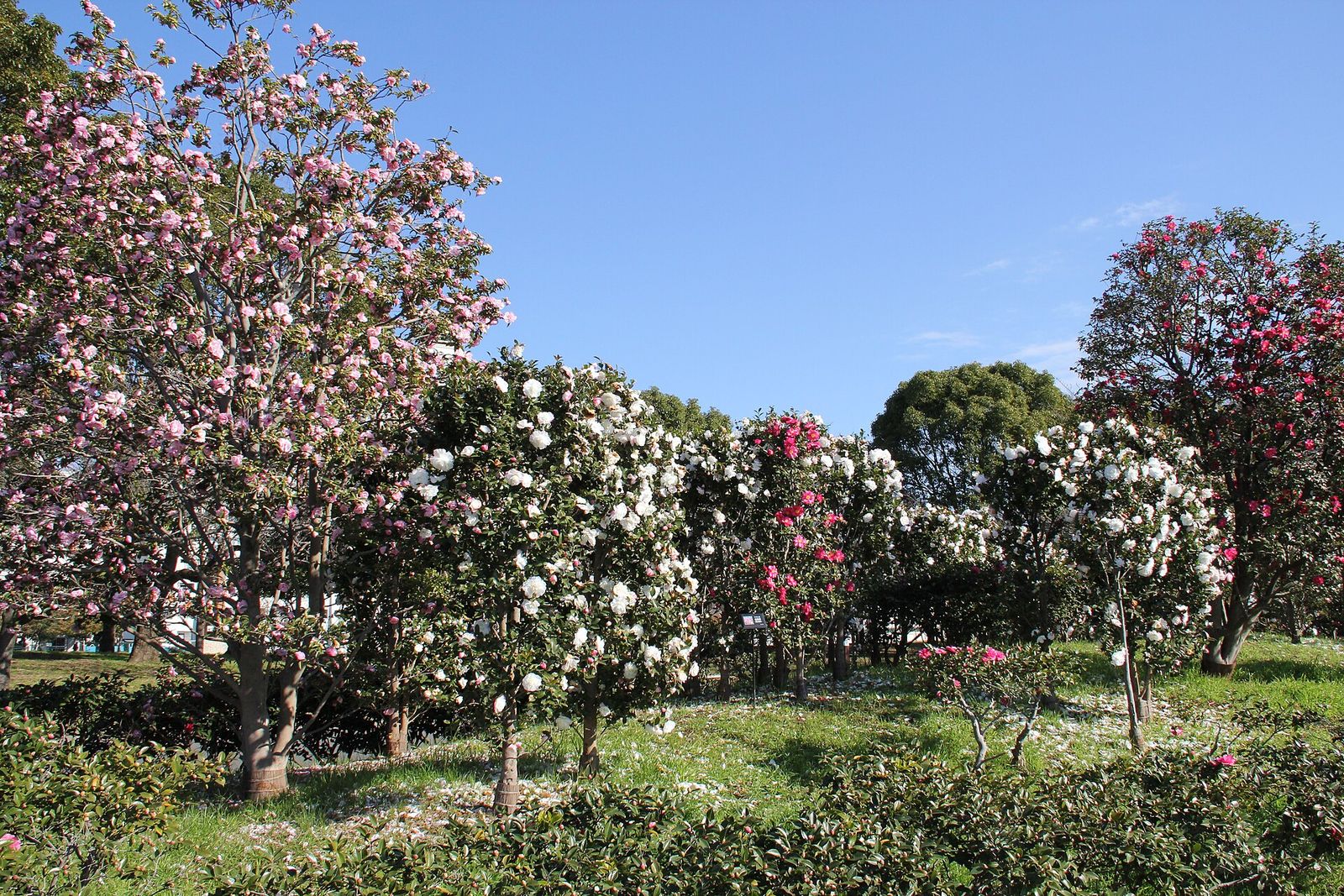 亀戸中央公園の花木と青空が広がる園内