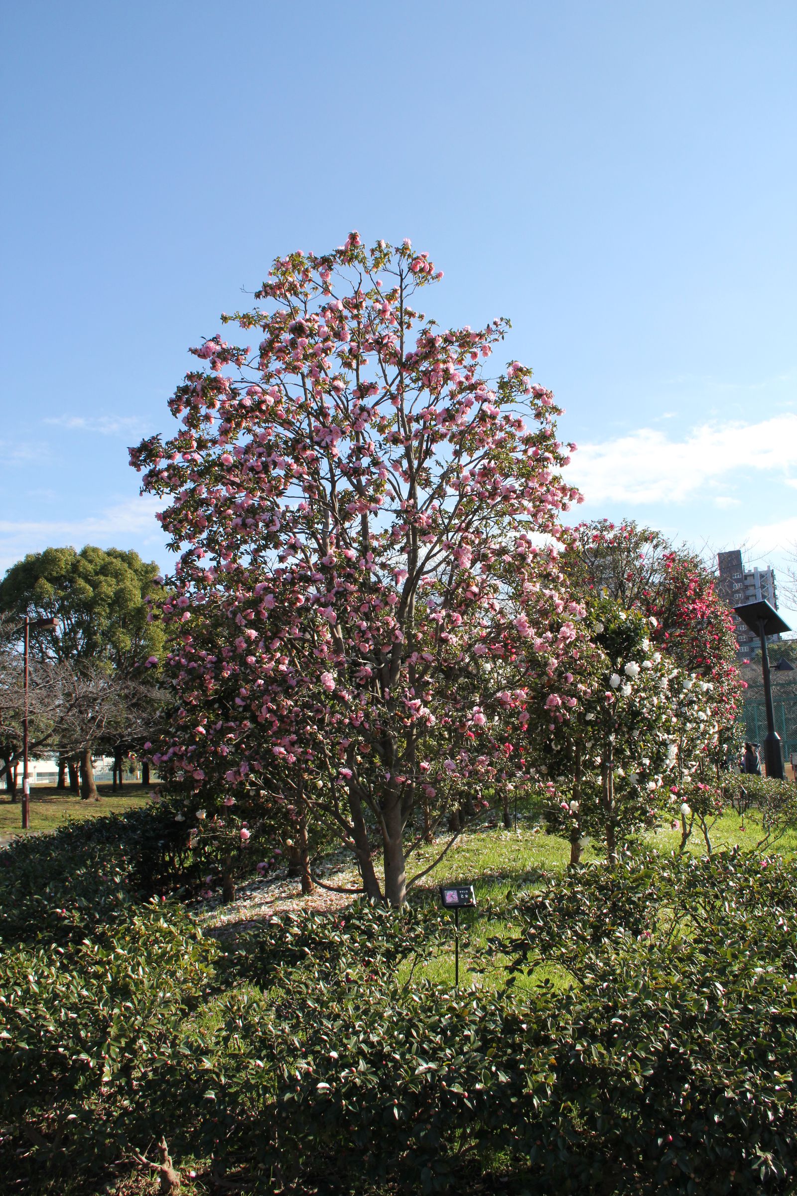 亀戸中央公園の芝生に立つ花木