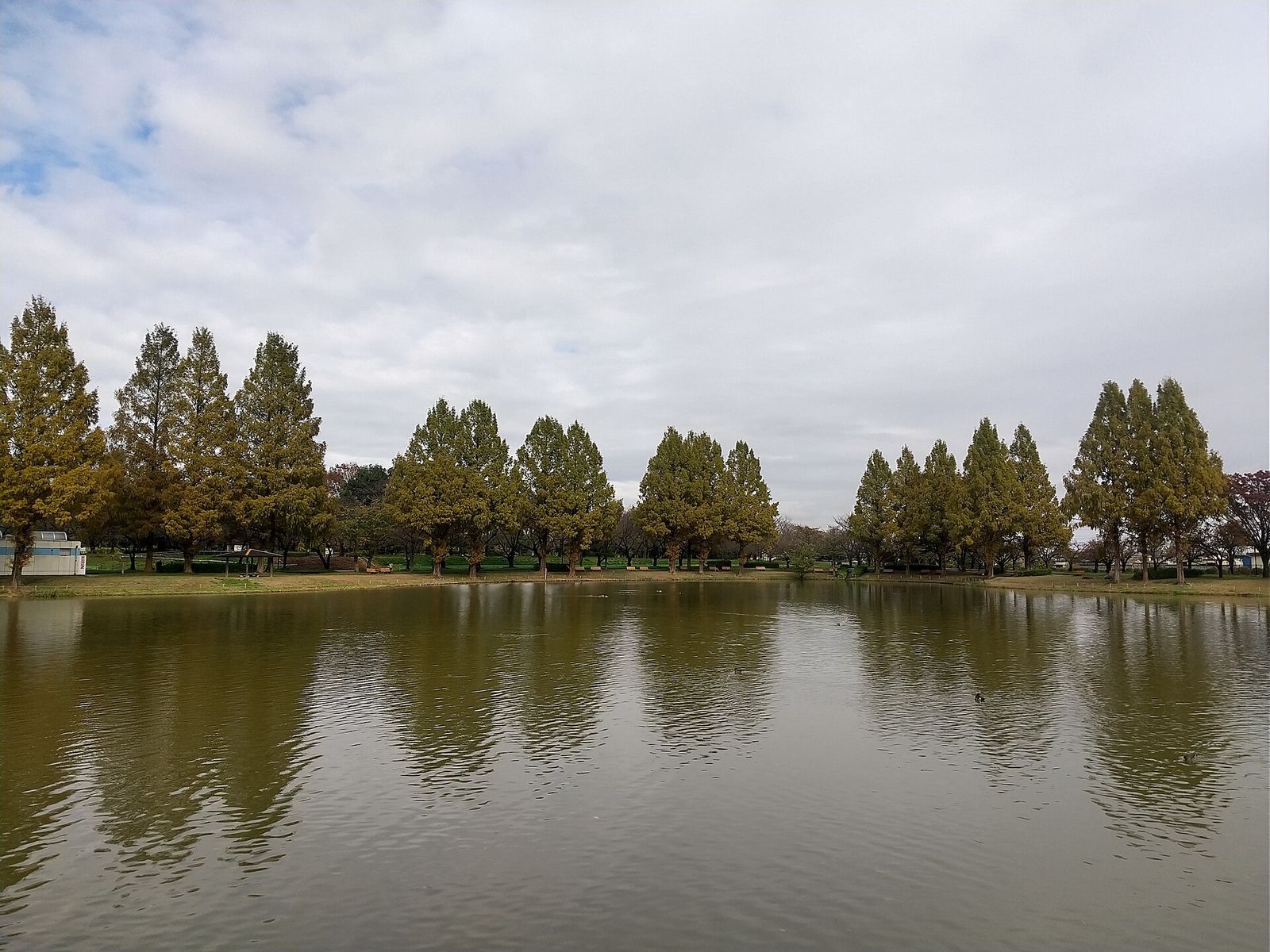 秋の川越水上公園の池