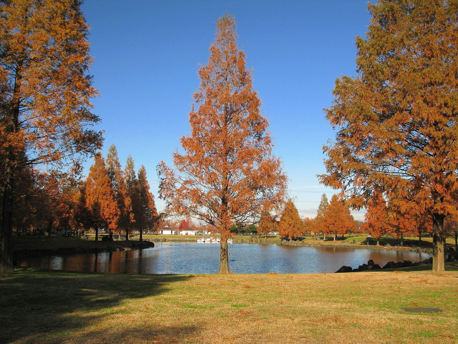 紅葉したメタセコイアと池（加須はなさき公園）