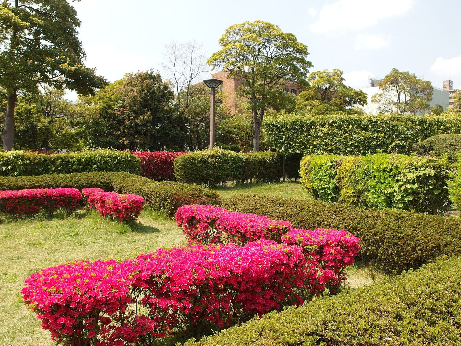 木場公園のツツジの植え込み