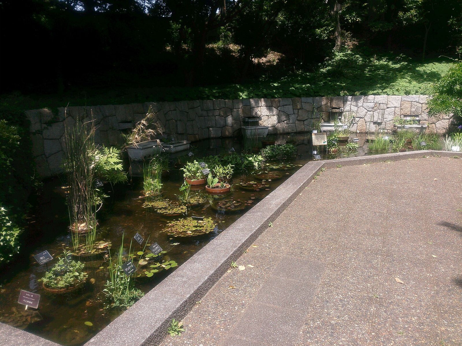 こども植物園の水生植物の池