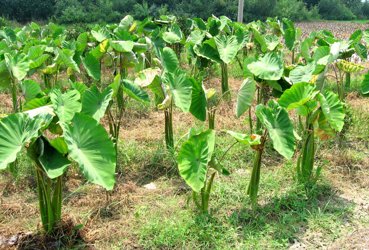 参考：大きな葉が茂る里芋畑