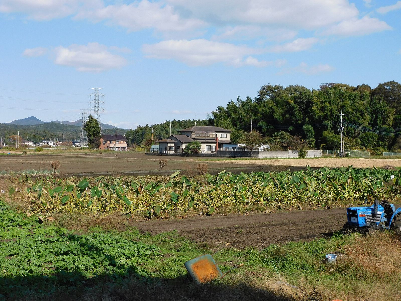 参考：里芋畑の秋の風景（栃木県）