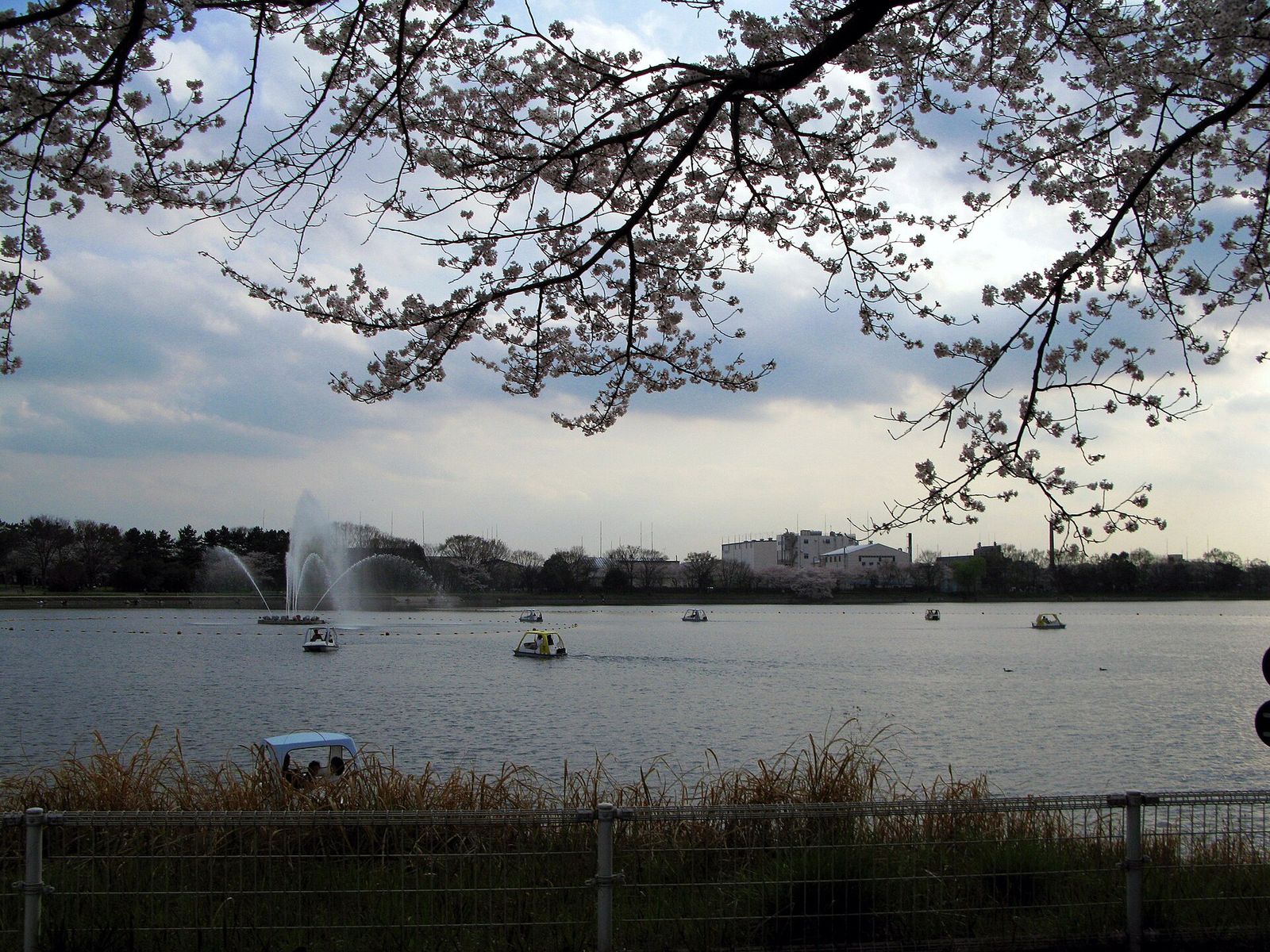 久喜菖蒲公園の昭和沼と噴水
