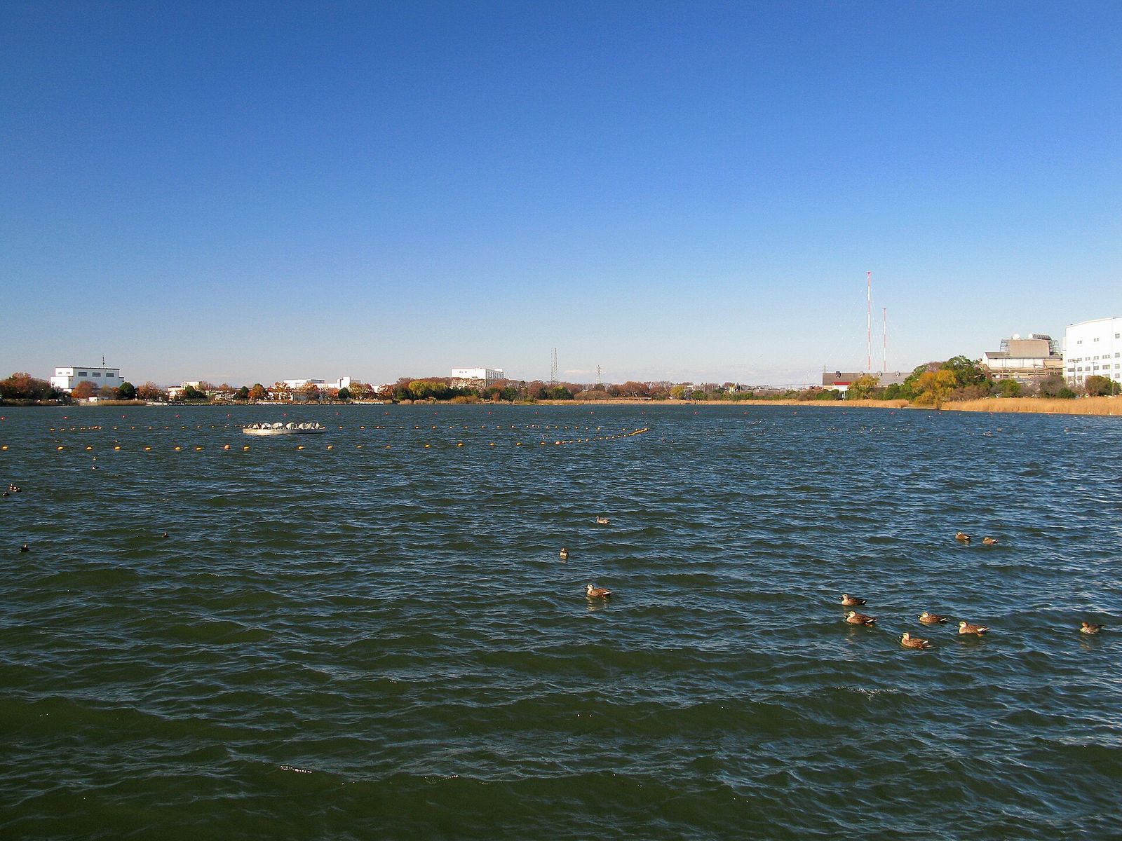 久喜菖蒲公園の昭和沼