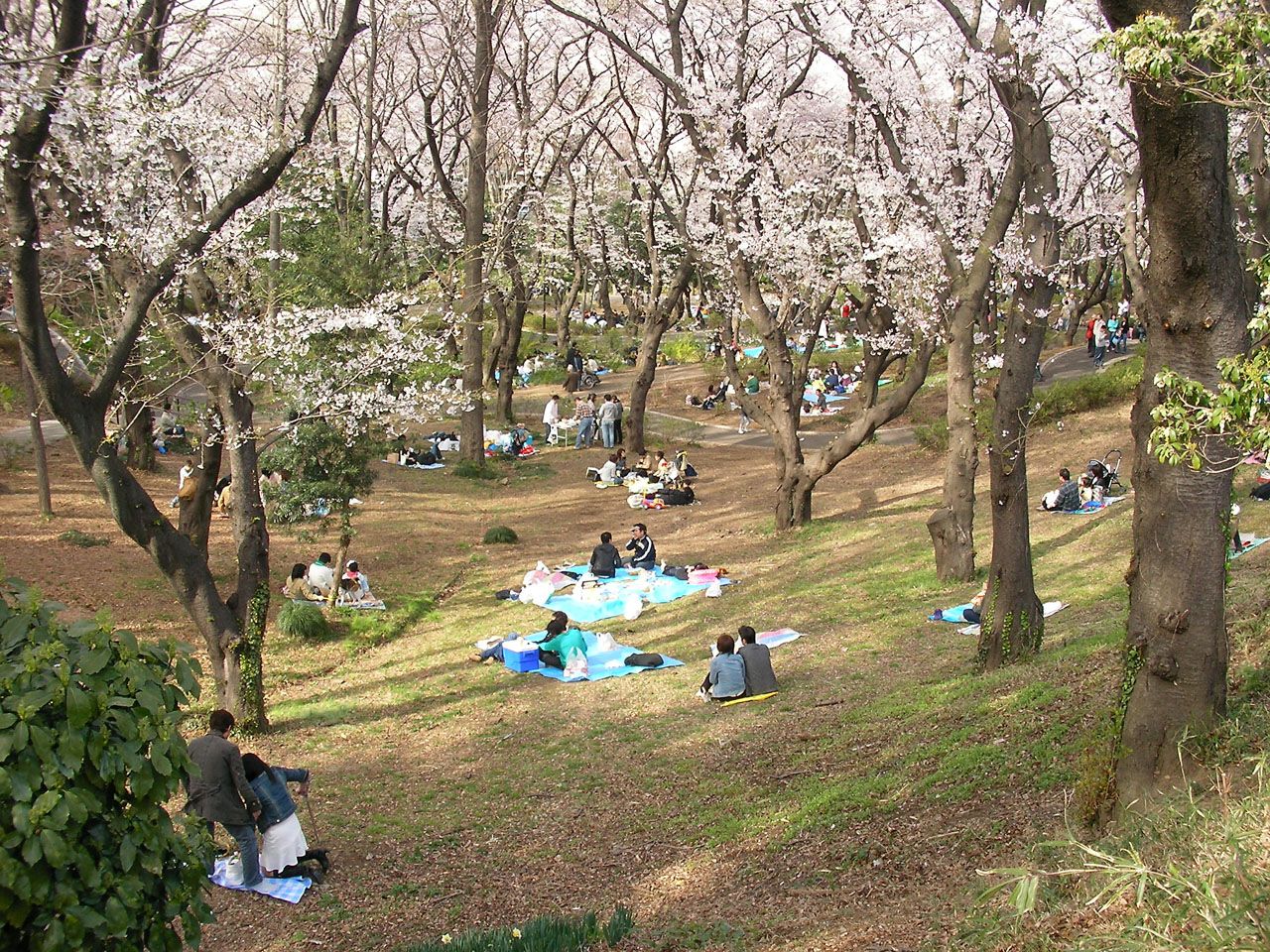 三ツ沢公園の林と広場