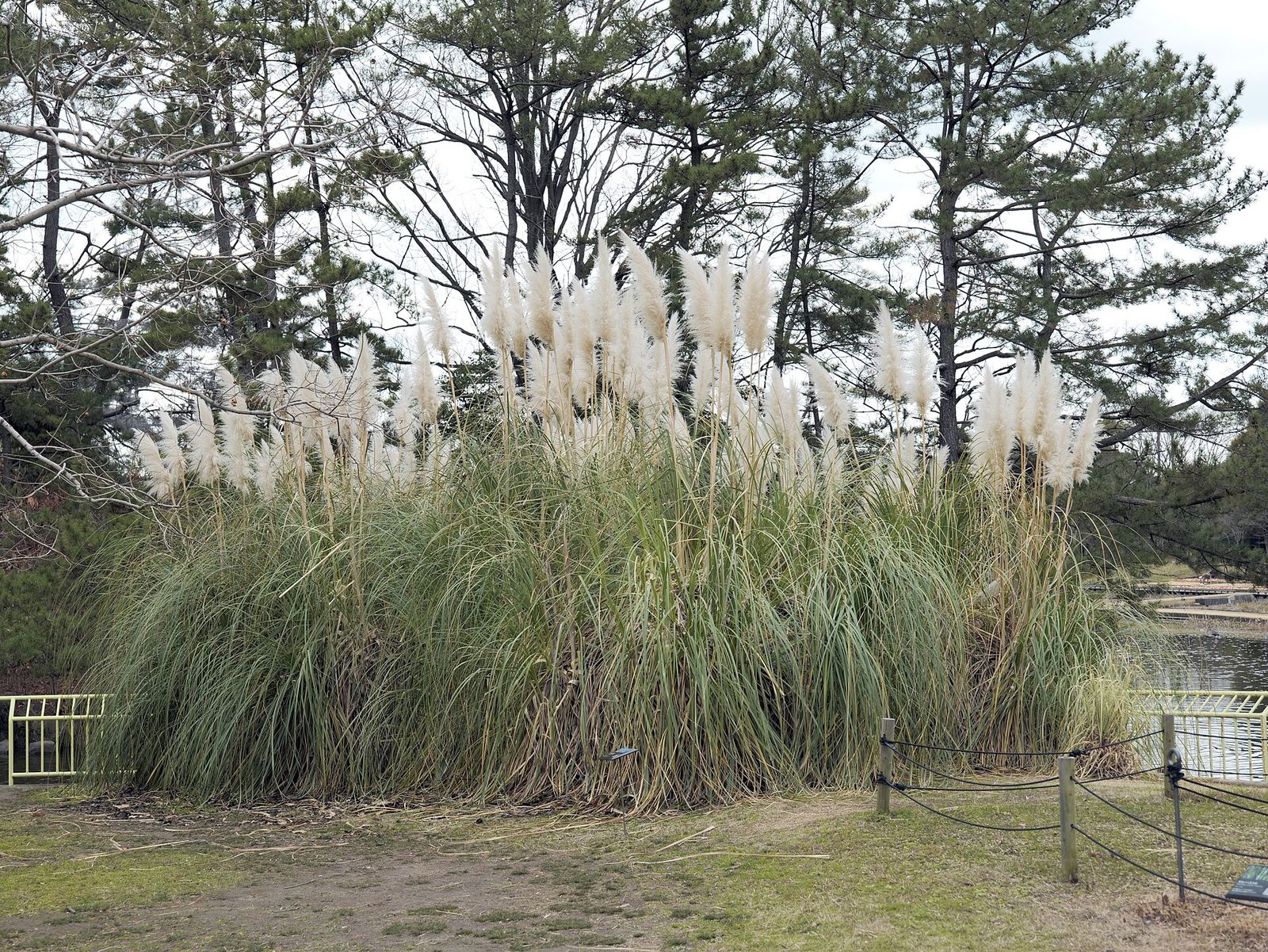 長居公園のパンパスグラス