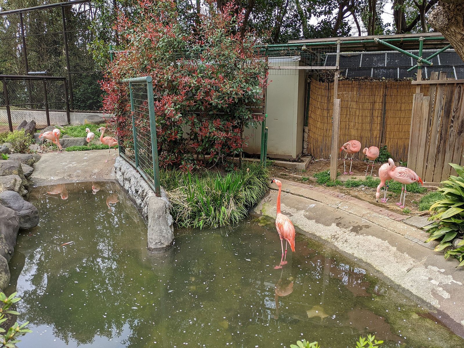 野毛山動物園のフラミンゴ