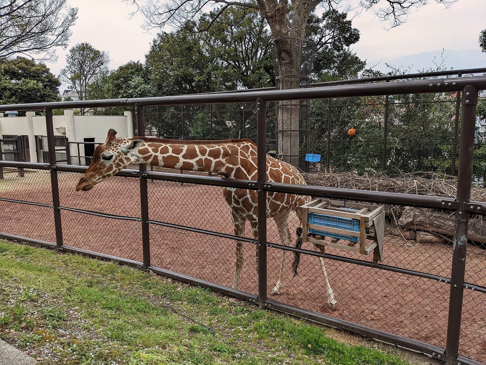 野毛山動物園のアミメキリン