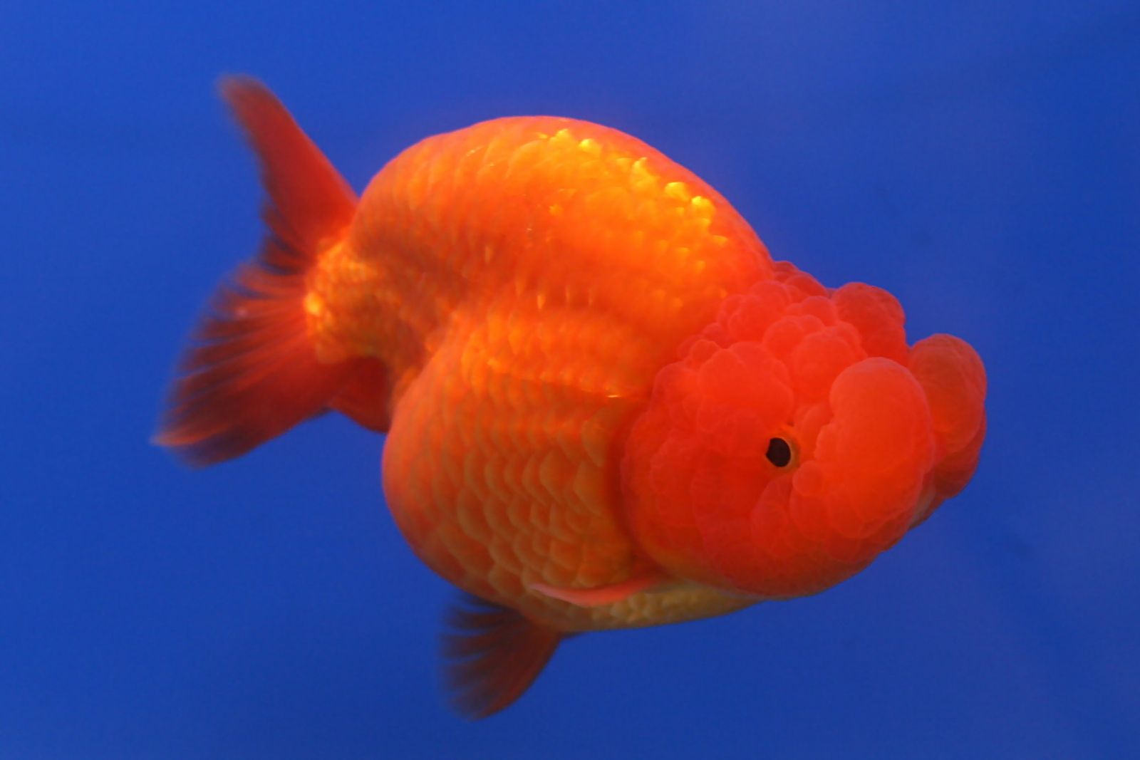参考：金魚のらんちゅう