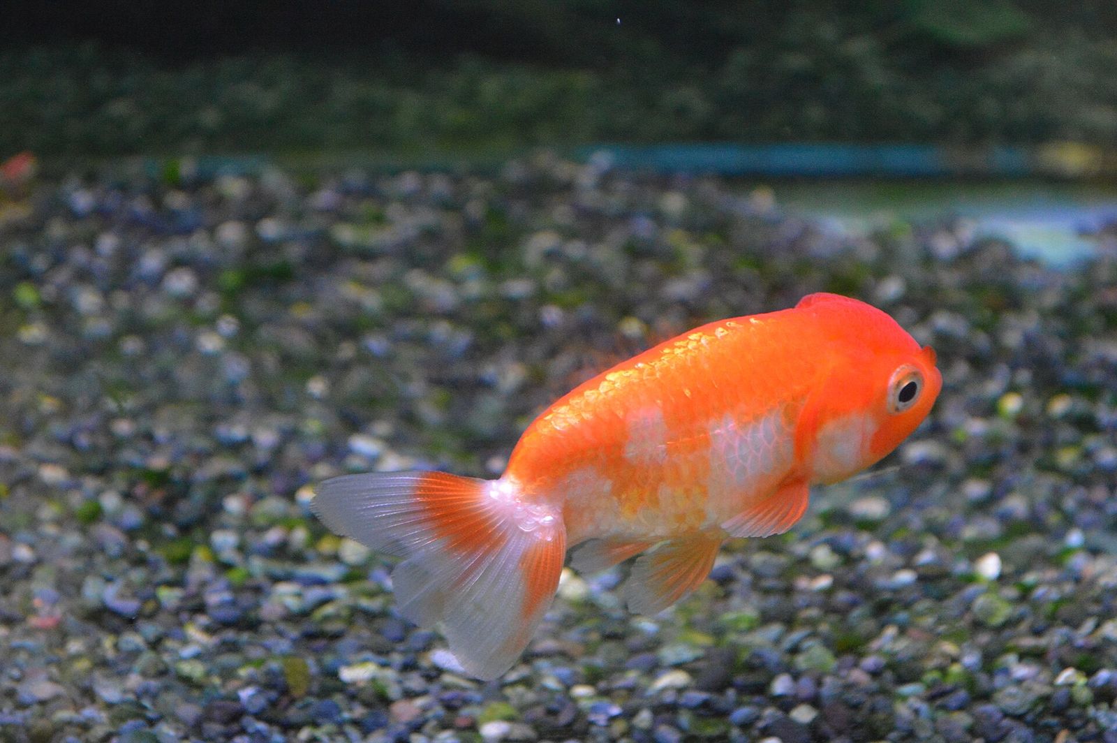 参考：水槽を泳ぐ金魚