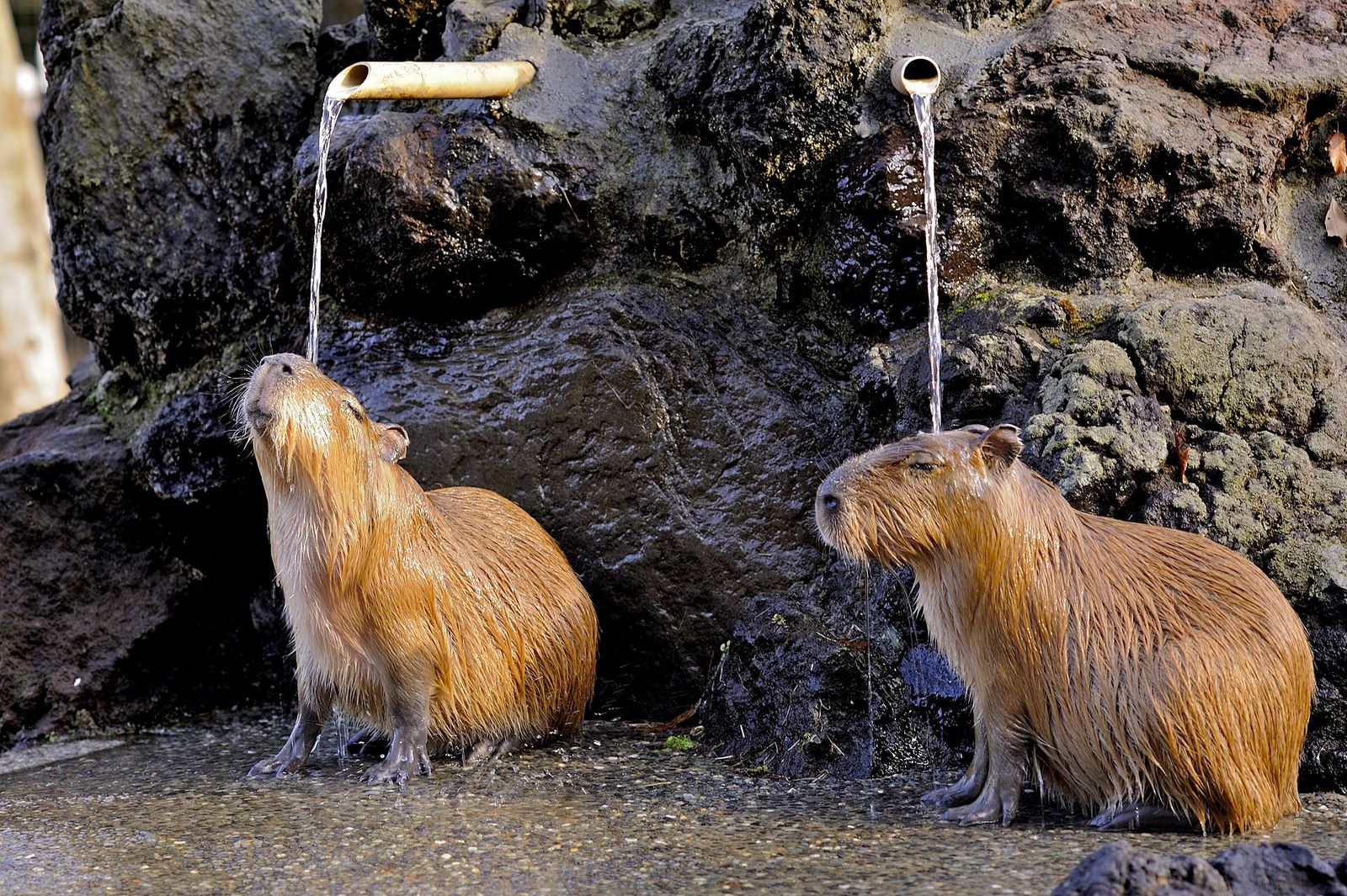 温泉につかるカピバラ（埼玉県こども動物自然公園）