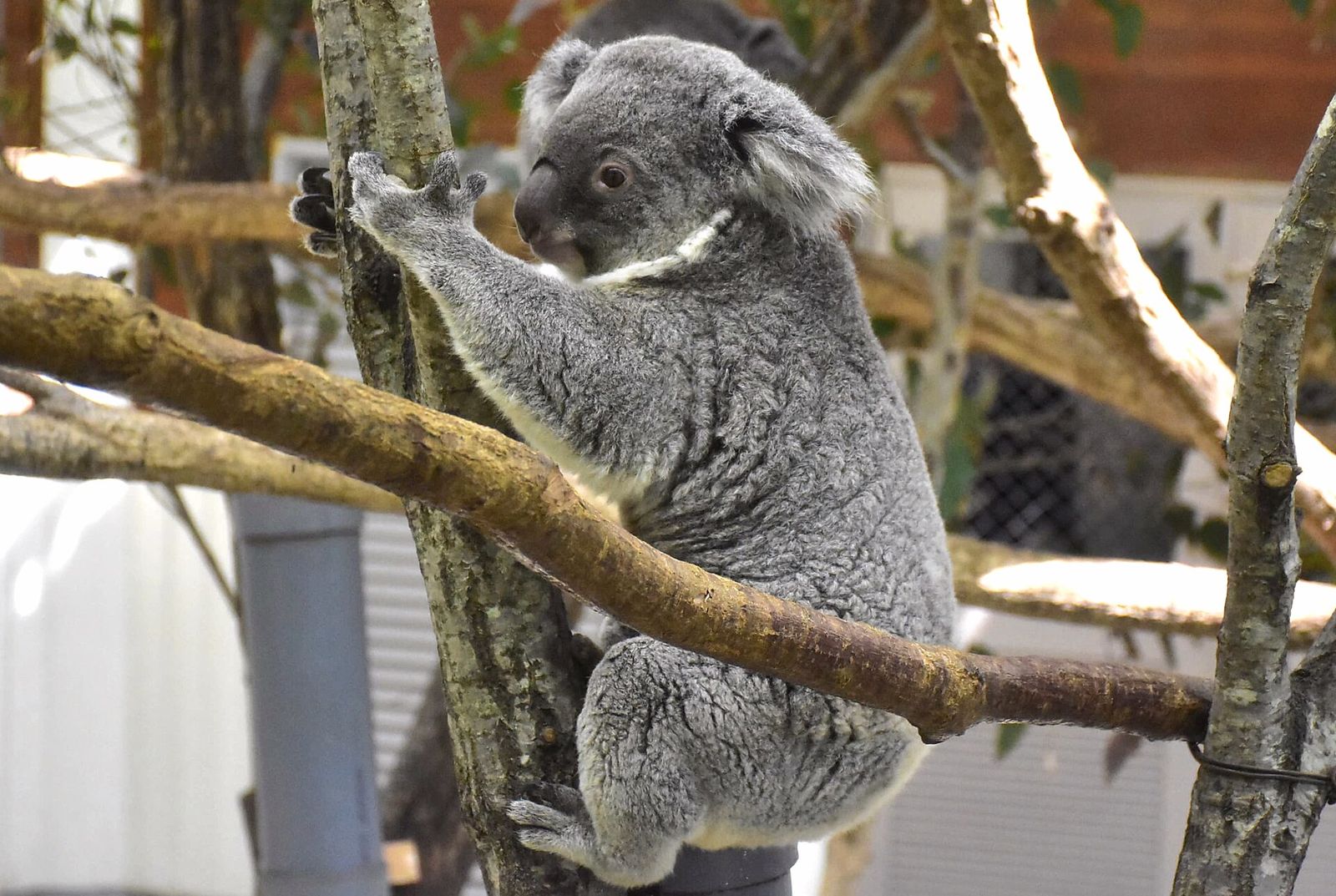 木の上のコアラ（埼玉県こども動物自然公園）