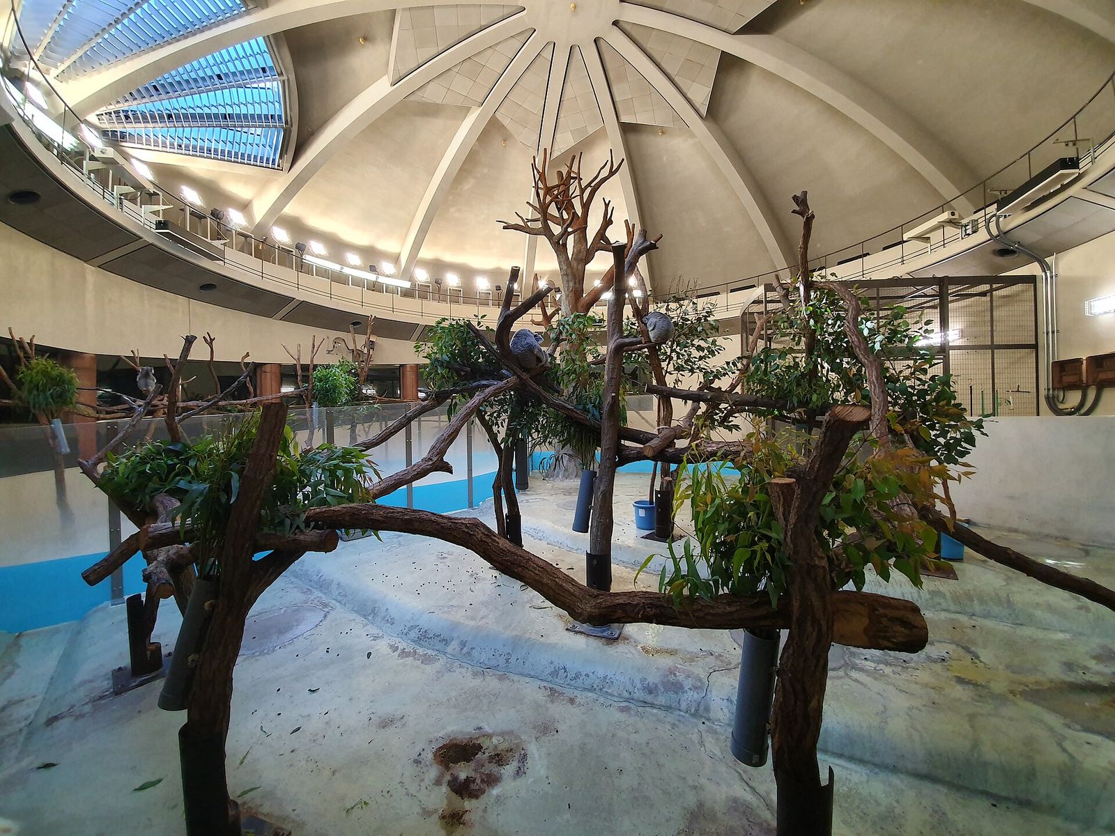 コアラ館の室内（多摩動物公園）