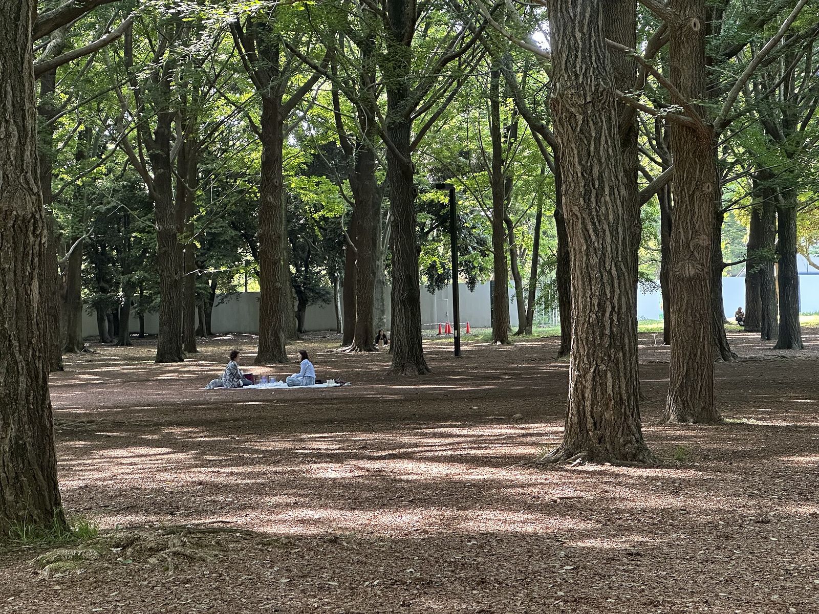 参考：代々木公園の林（会場のケヤキ並木通りは公園の南側）