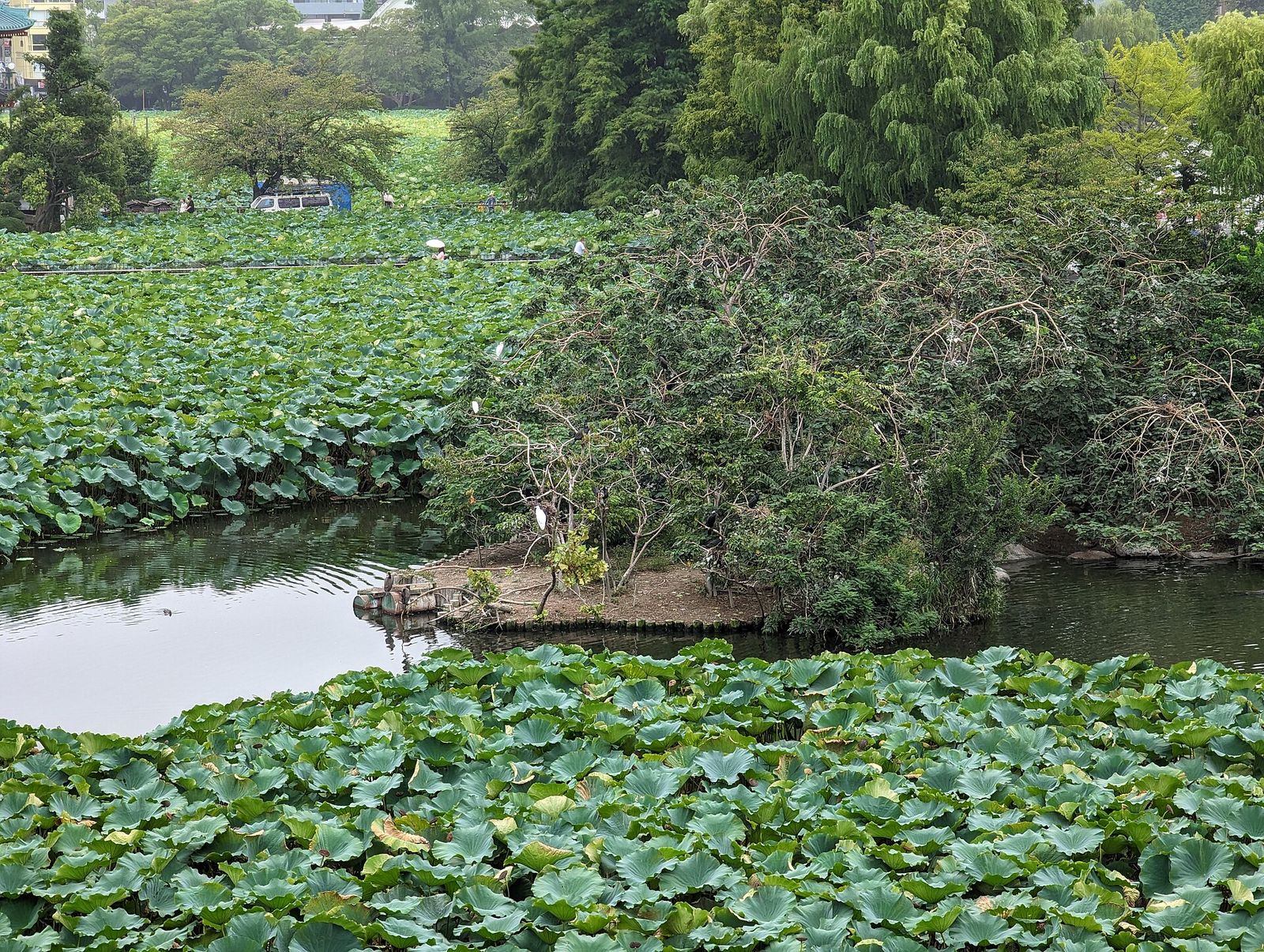 ハスの葉が茂る不忍池