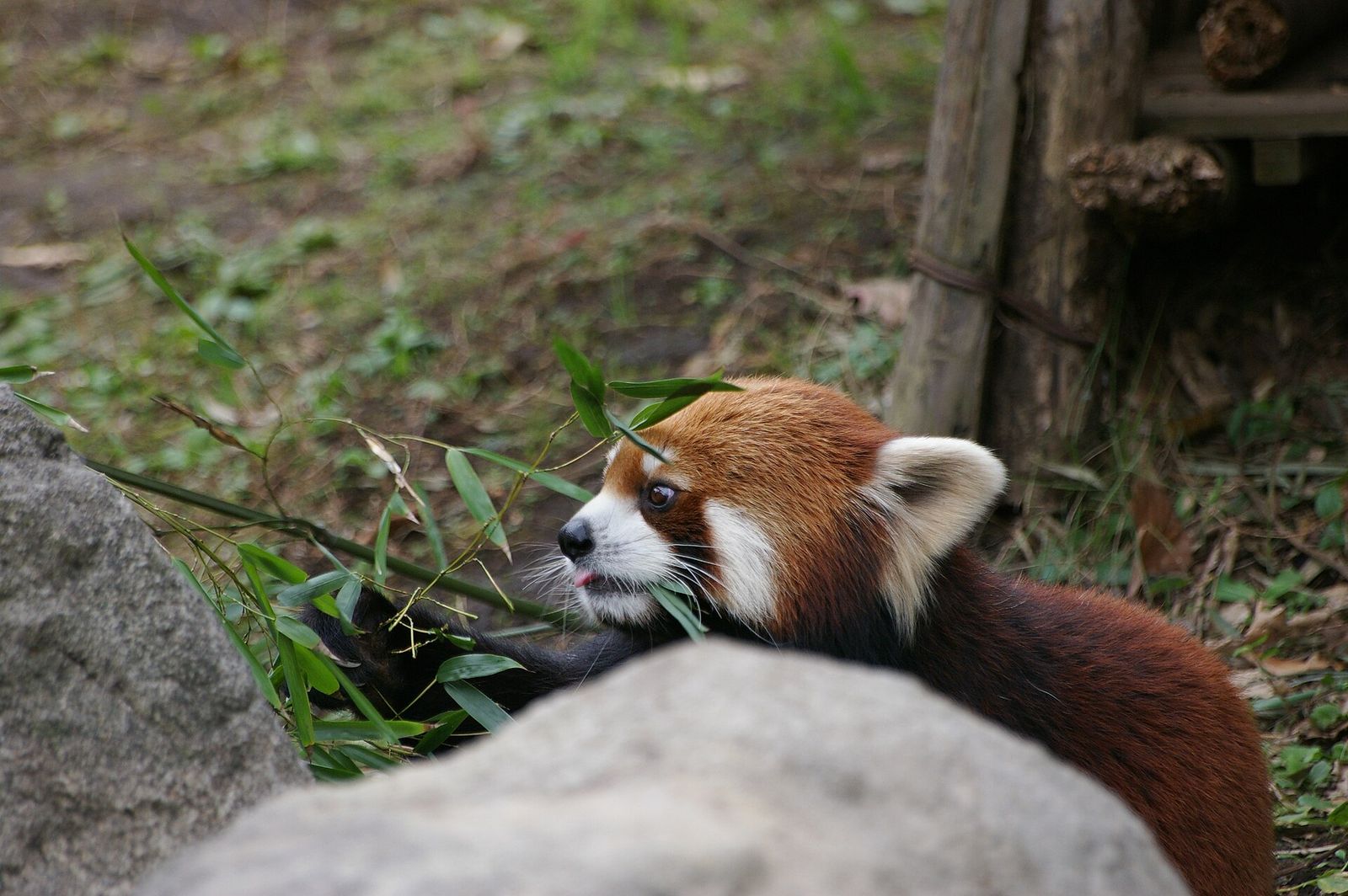 笹を食べるレッサーパンダ（ズーラシア）