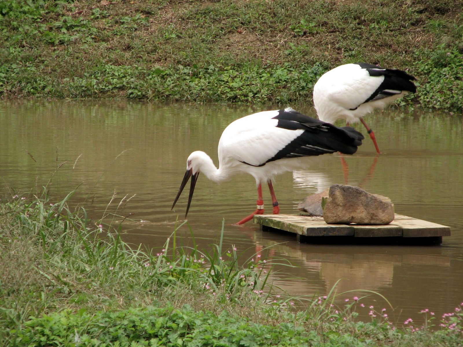 参考：水辺のコウノトリ（兵庫県豊岡市）