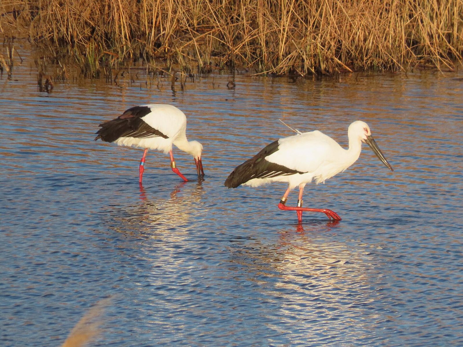 参考：水辺で餌を探すコウノトリ